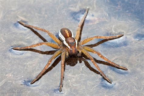 Dolomedes!  The Striking Spider Known for Its Aquatic Prowess and Fearless Hunting Style