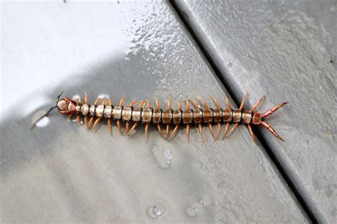  Hidrofiliklerin Kralı: Uzun Vücutlu ve Segmentli Bir Canlı olan  House Centipede!