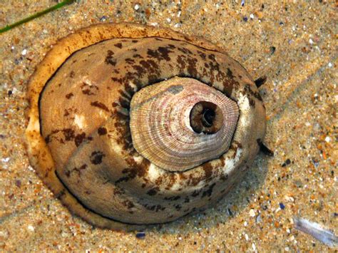  Keen on Knowing More About This Striking Shell-Dwelling Snail: The Keyhole Limpet?