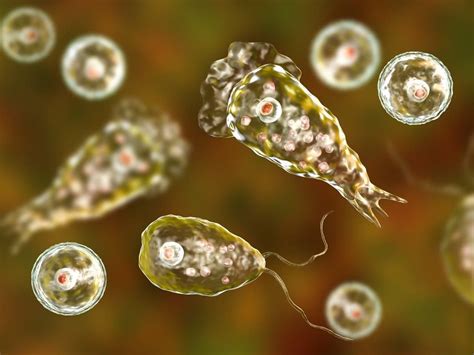  Naegleria: Bu Mikroskobik Canlı Bir Yüzücü mü, Bir Avcı mı?