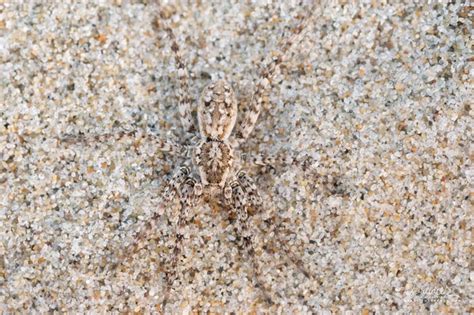  Philips's Wolf Spider -  A Fascinating Creature Combining Camouflage Mastery with Hunting Prowess!