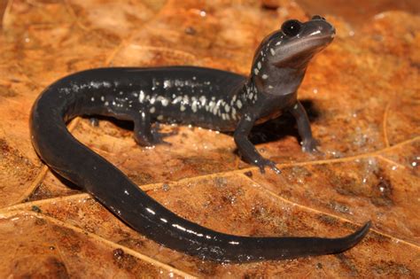  Urodela: A Salamander With Skin That's More Than Just Slimy!