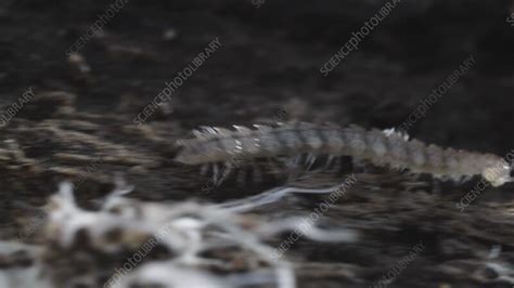 Woolly Millipede! A Fuzzy Wonder Rolling Through Leaf Litter and Soil Depths