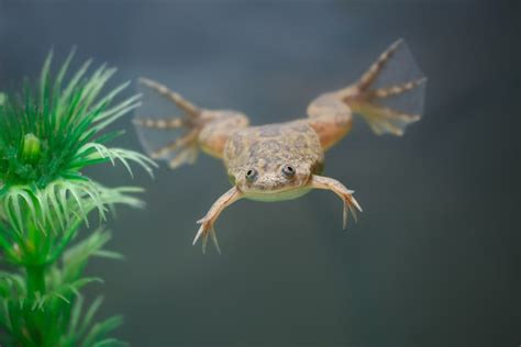  Xenopus! Can These Water-Dwelling Frogs Really Leap Across Time and Space?