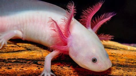  Axolotl: Bu Gizemli Amfibi Su Altında Bir Ejderha Mı?