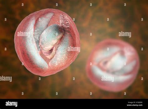  Cryptosporidium: Bir Hücre İçinde Yaşayan Zararsız Parazit mi?