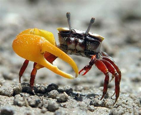  Fiddler Crab: Can This Crustacean's Asymmetrical Claw Solve Your Love Problems?