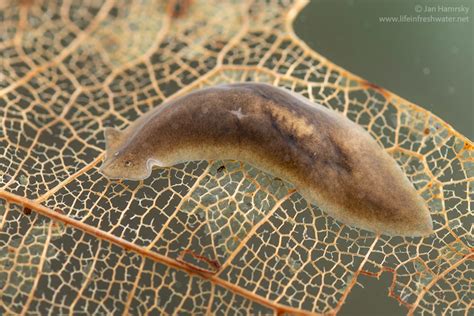 Hammerhead Turbellaria:  Uncovering the Enigmatic Secrets of These Freshwater Flatworms with Remarkable Regenerative Abilities!