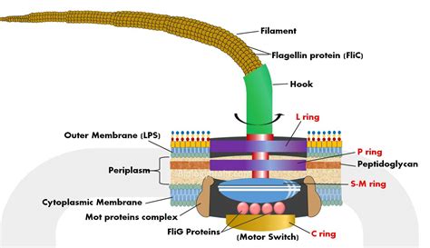  Isomalax! A Microscopic Marvel Exploring Life Through One Flagellum