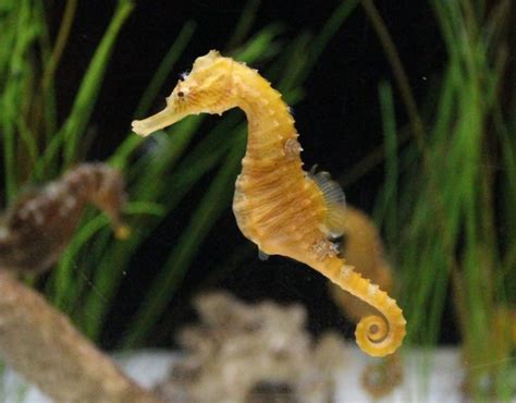  Janthinidae! Seahorse-Shaped Sponges With Remarkable Structural Flexibility: Unveiling the Mysteries of This Unique Demospongiae