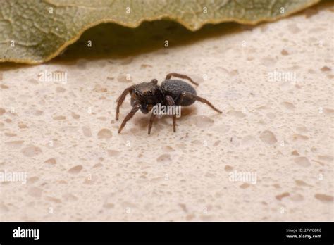  Jumping Spider'leri:  Küçük Avları Küçük Ama Zorlu Bir Oyun Alanında Yakalayan Muhteşem Örümcekler!