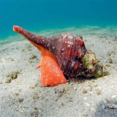 Uzun Salyangozlar: Çölde Sıcaklığın Kavrulduğu Yerlerde Yavaşça Kayan Bir Deniz Kabuğunun Gizemleri!