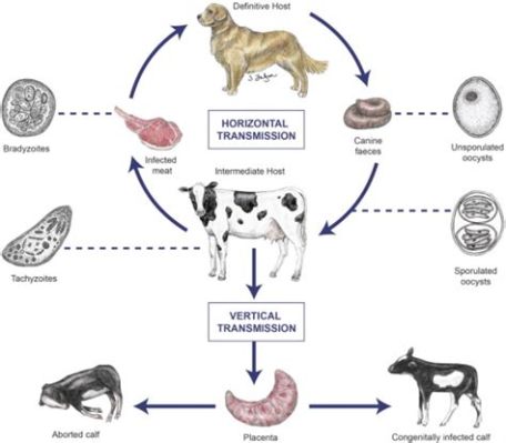  Neospora caninum: Can This Tiny Parasite Cause Serious Trouble for Livestock?