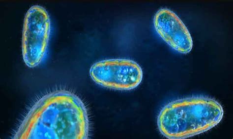  Paramecium:  Bu Küçük Tek Hücreli Canlı Sizden Daha Fazla Yapabiliyor!