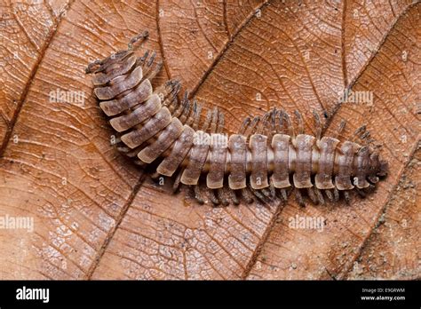  Polydesmus:  Sürüngensiz Bir Memeli Gibi Görünen ve Toprakta Yürüyen Güzel Bir Diplokod!