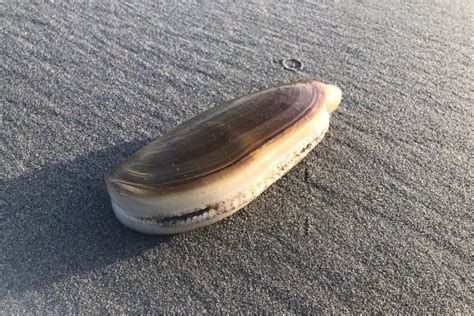  Razor Clam: Bir Deniz Kabuğu Şaheseri ve Gizemli Kumlu Yuvaların Efendisi!