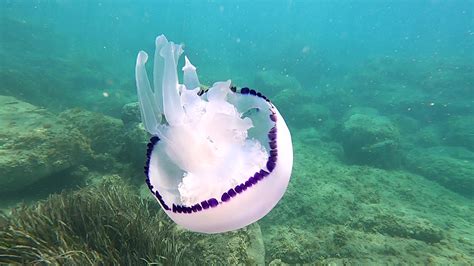  Rhizostoma Pulmo: Jelatinimsi Bir Vücut ve Biyolojik Şahaneliklerin Uyumu!