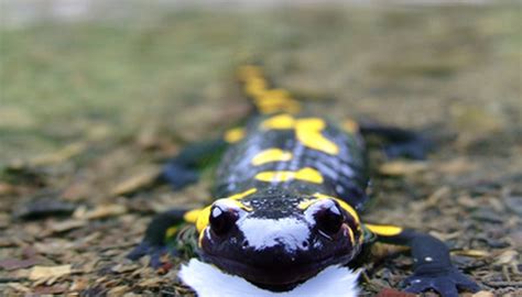  Salamander, Can You Imagine This Tiny Amphibian Breathing Through Its Skin?