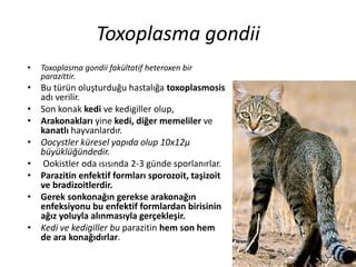 Toxoplasma gondii: Küçük Bir Canlı Büyük Bir Etki Yaratıyor mu?