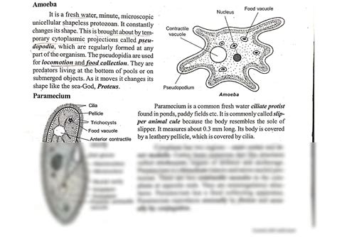  Trypanosoma: Keşfetmek İsteyeceğiniz Şaşırtıcı Bir Tek Hücreli Dünyası!