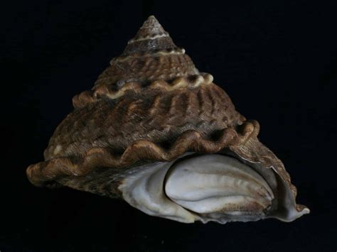  Turban Snail: Can You Believe This Mollusk Wears a Swirling Shell Like a Fashionable Crown?