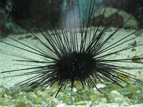  Urchin! The Remarkable Underwater Architect That Wields Spines Like Tiny Swords