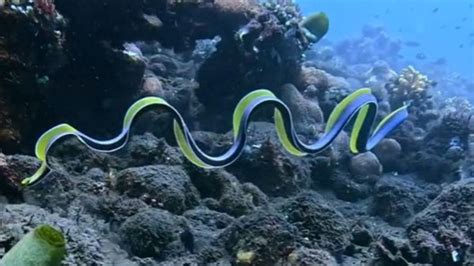  Veiltail Eel: With Its Mesmerizing, Flowing Tentacles, This Creature Is Like an Underwater Waterfall!