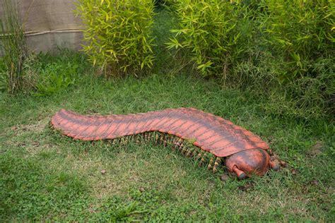  Velivorus! Bir Kaya Altı Canavarı mı Yoksa Dostmu?  Bir Diplopoda türü olan Velivorus,  toprak altında derin bir dünyada gizlenmiş olup, ekosistem dengesi için hayati önem taşıyan bir rol oynamaktadır.