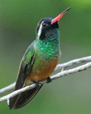 Xantus Hummingbird: Discover a Tiny Bird With A Surprisingly Powerful Buzz And Vibrant Coloration!