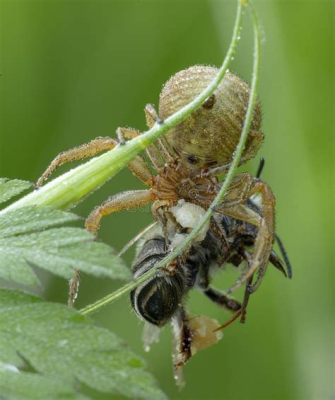  Xysticus! Keşfedin Gizemli Bir Avcu: Çalı Örümceği 