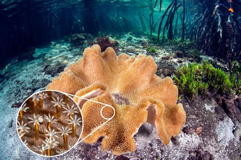  Xystonia! Can You Believe This Soft Coral Exists?