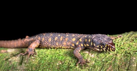  Yellow-Spotted Lizard: Discover the Camouflaged Jewel that Thrives on Both Land and Water!