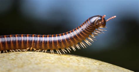  Zigzag-Omura Millepede! Discover the World of This Slow-Moving and Fascinating Terrestrial Arthropod